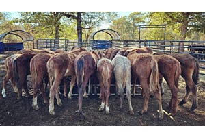 Horses at Moon Mountain Sanctuary and Rescue