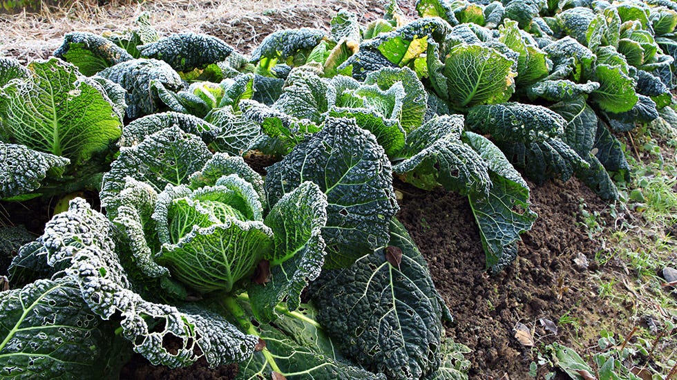 How to Grow Vegetables in Winter Outdoors