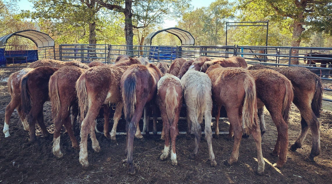 Horses at Moon Mountain Sanctuary and Rescue
