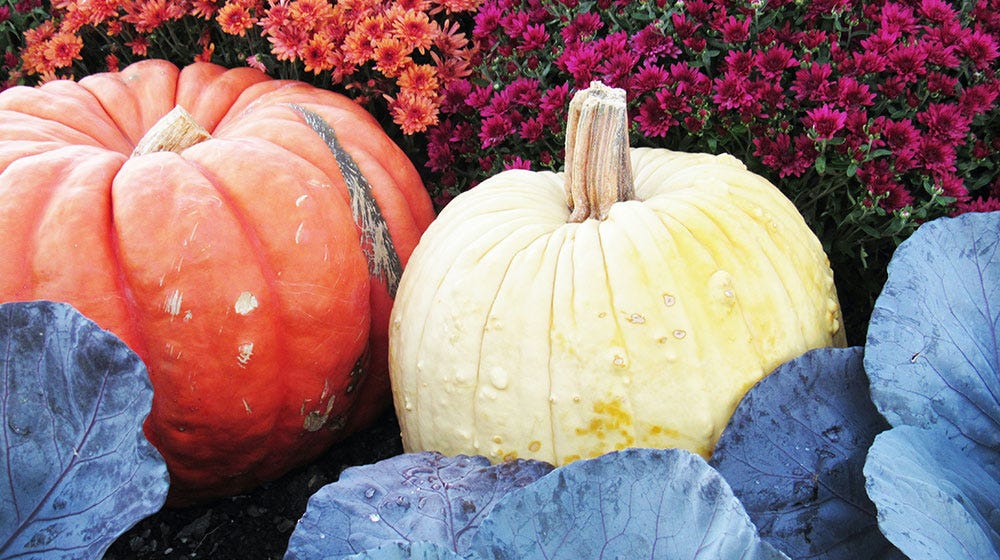 Decorate Your Backyard with These Fall Landscaping Ideas