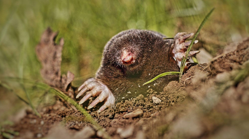 How to Get Rid of Moles in Your Yard