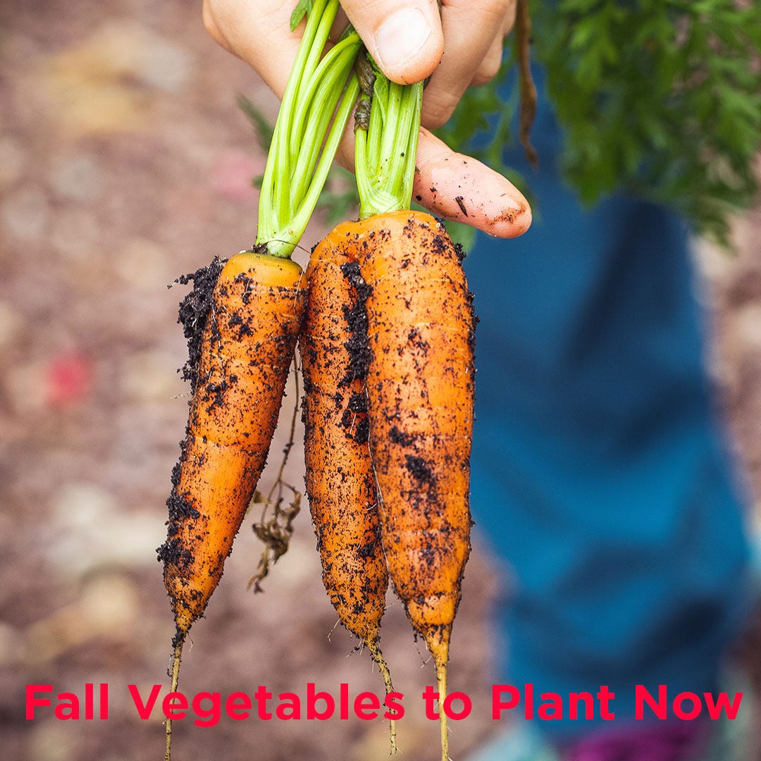 Fall Vegetables to Grow Now