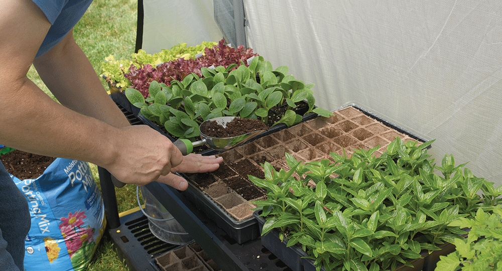 gardening in a greenhouse