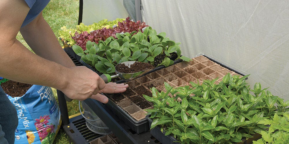 starting seeds in a greenhouse